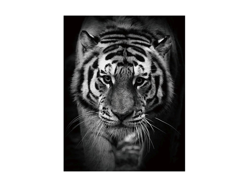 Designer Bild Tiger