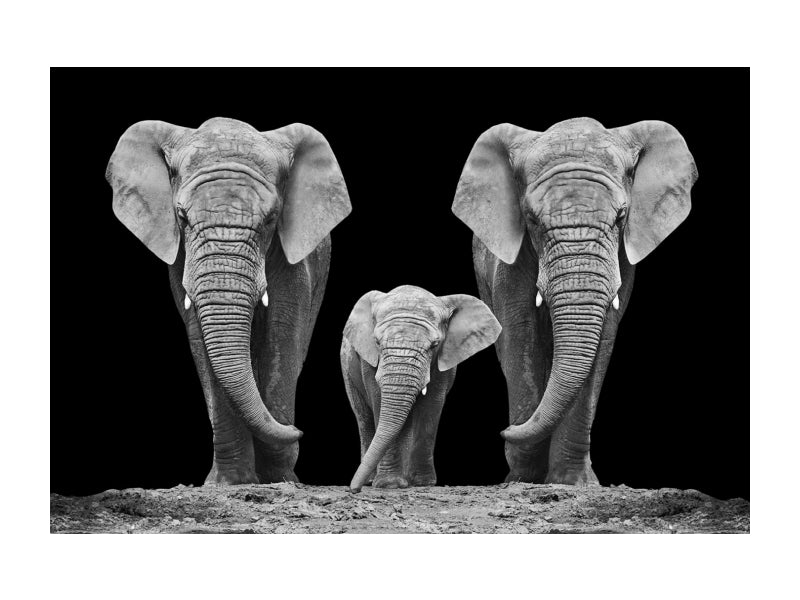 Designer Bild Elephant Family